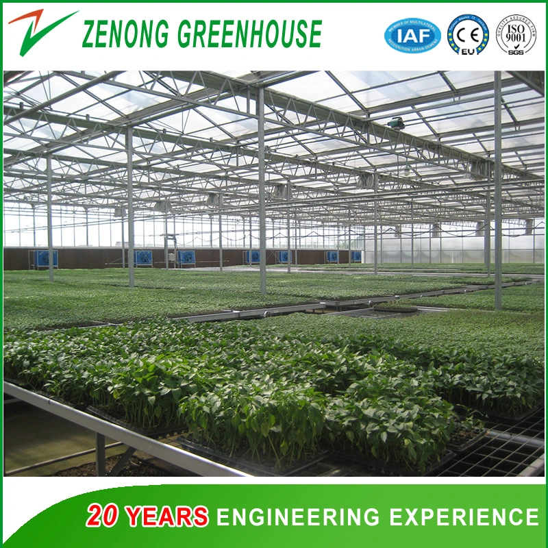 PC Sheet Multi-Span Greenhouse Convenient for Mechanized Operation with Ventilation system Suitable for Year-Round Planting