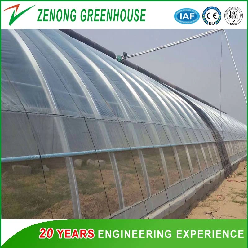 PC Sheet Multi-Span Greenhouse Convenient for Mechanized Operation with Ventilation system Suitable for Year-Round Planting