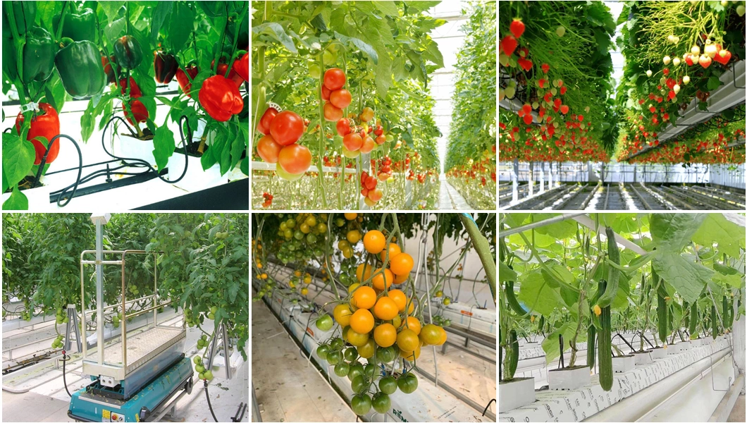 High Quality Vegetables/Garden/Flowers/Farm Multi Span PC Sheet/ Glass Greenhouse for Hydroponics System Plantable Tomato/Lettuce/Cucumber/Strawberry/Pepper