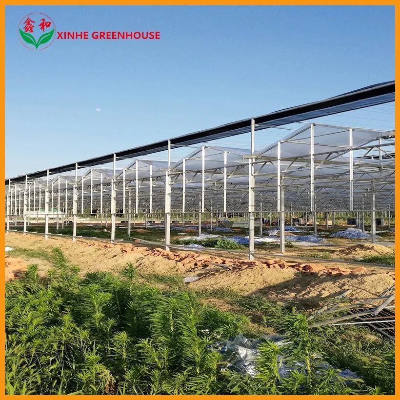 Xinhe Heating Solar Systems Used for Multi-Span Glass Greenhouse