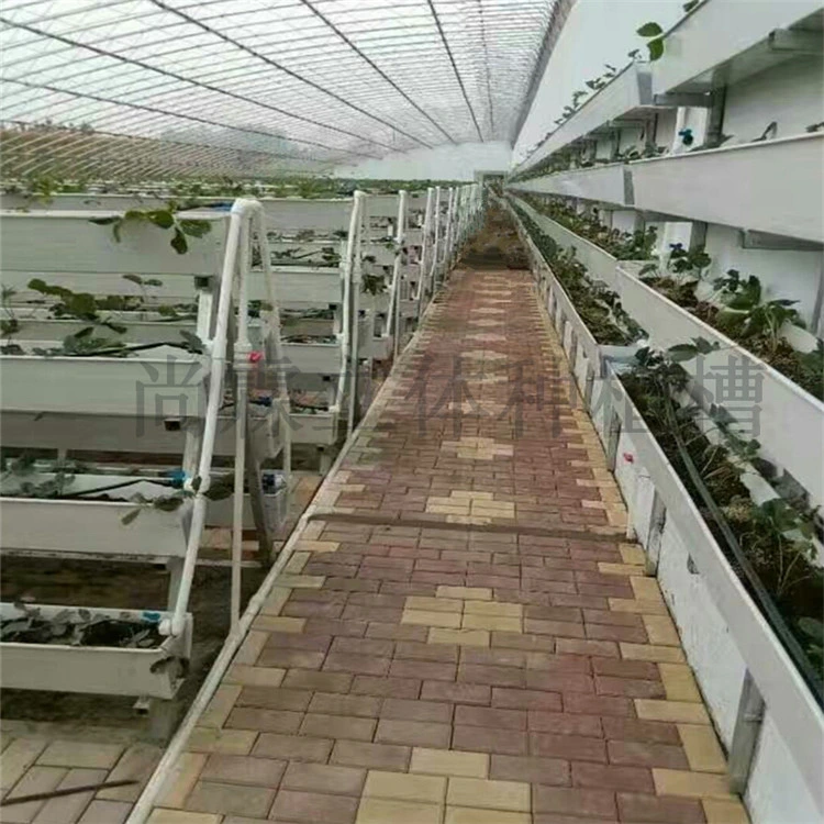 Elevated Strawberry Planting System for Hydropinics Strawberry