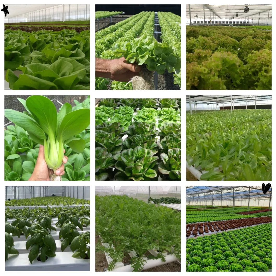 Greenhouse Nft Growing Systems for Farm Cultivation