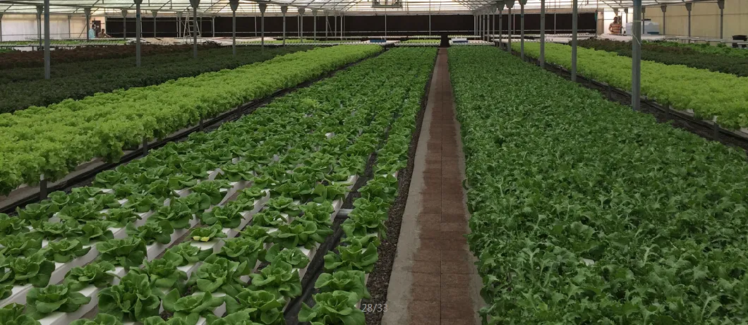 Vertical Greenhouses Structure with Hydroponic System for Hydroponics Strawberry Growing Hydroponic Nft System