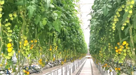 Vertical Agriculture Farm NFT-Kanal-Hydrokultursystem für Fisch-Gemüse-Symbiose, Öko-Gewächshaus mit Kühl-/Heizventilator