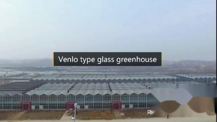 Venlo Hohles Gewächshaus aus doppelt gehärtetem Glas mit Hydrokultur-Anbausystem für Gemüse/Blumen/Tomaten/Bauernhof/Garten/Öko-Restaurant/Landwirtschaft