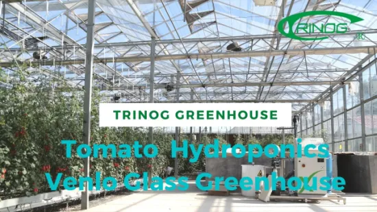 Trinog Greenhouse kommerzielles vertikales städtisches NFT-Hydrokultursystem für Kirschtomaten im Gewächshaus